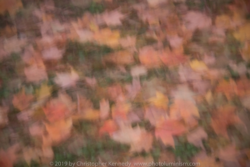 Autumn  leaves show their delicate colorsdj                                                                                      Autumnal leaves in soft focus show their delicate colors, pale reds, yellows etc