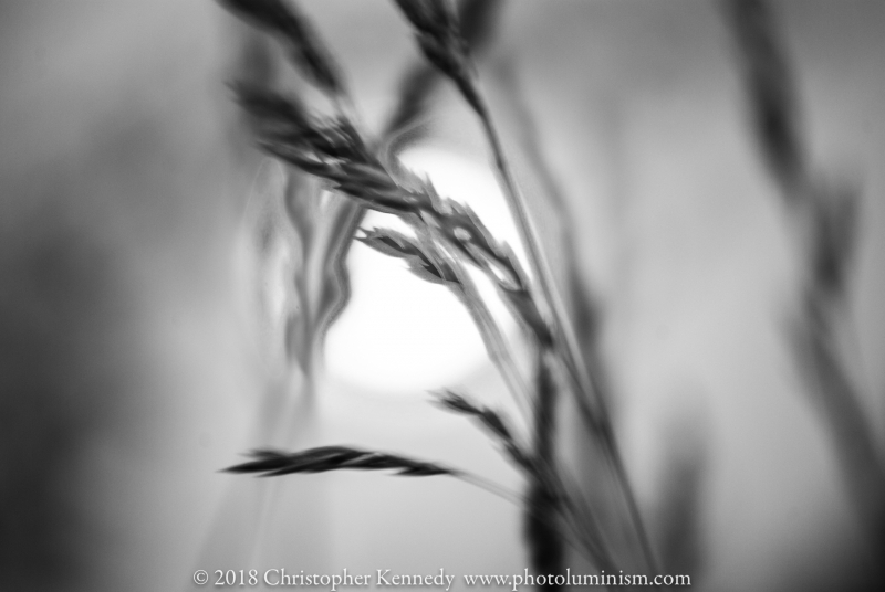 Tall grass Bokeh-DSC_0041130622