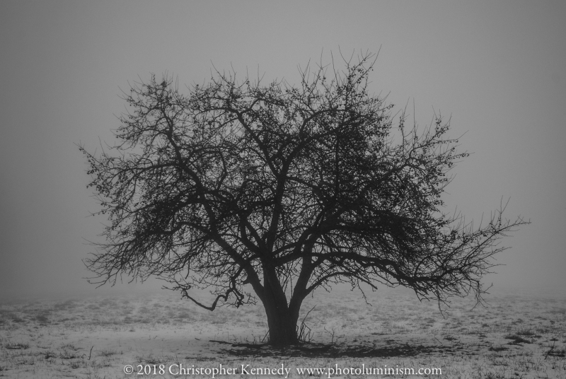 Tree in Snow-DSC_0276130211