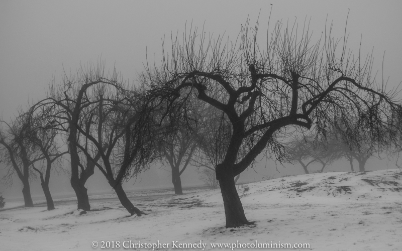 Trees, snow-DSC_0281130211
