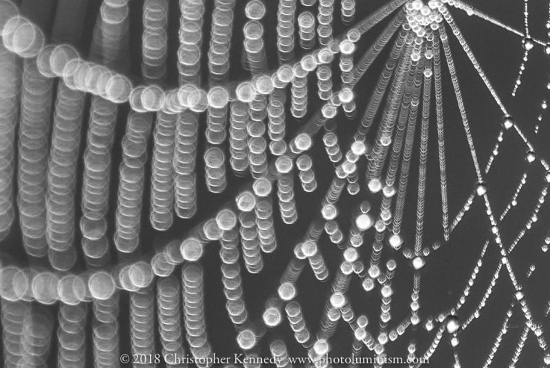 Dew Drips on Spider Web-DSC_1775120907