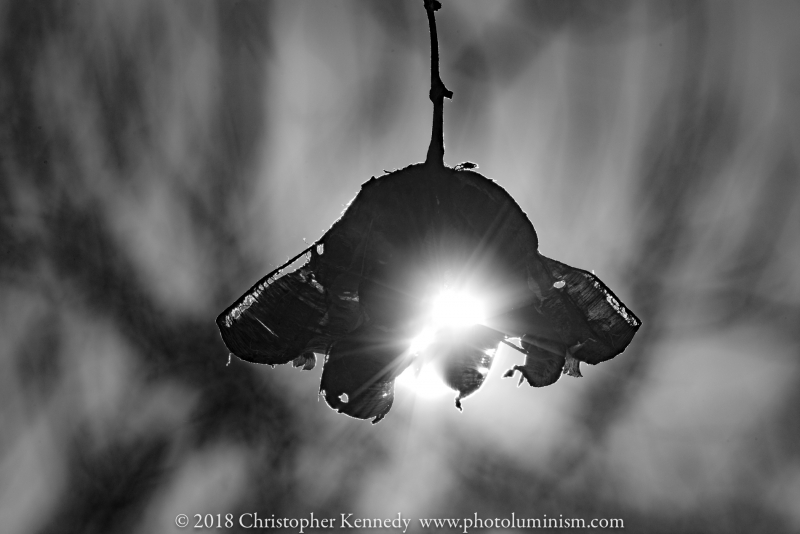 Sun shining through dried flower-_DSC4634170317