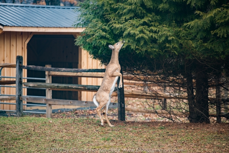 Deer on hind legs eating tree_DSC4445