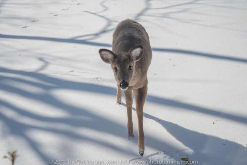 Fawn in snow approaching camera_DSC4568