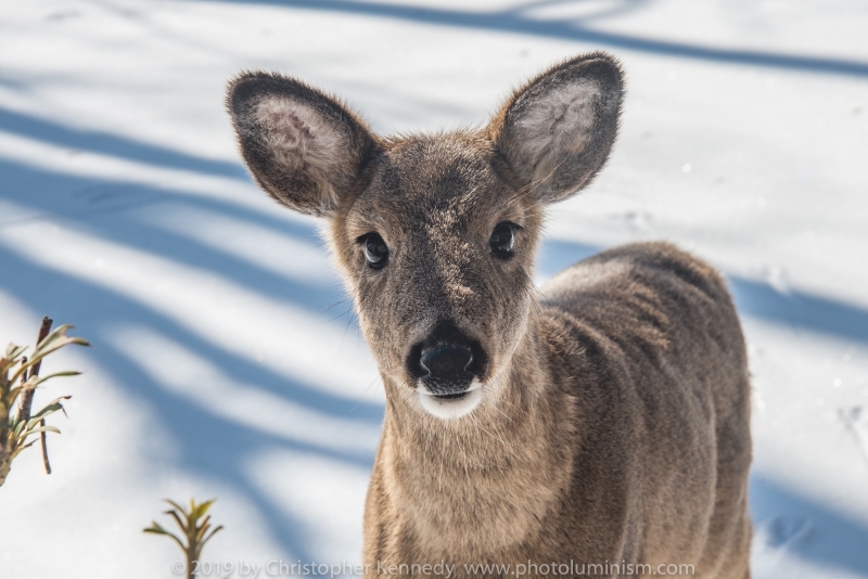 CU Fawn in snow staring at camera_DSC4570