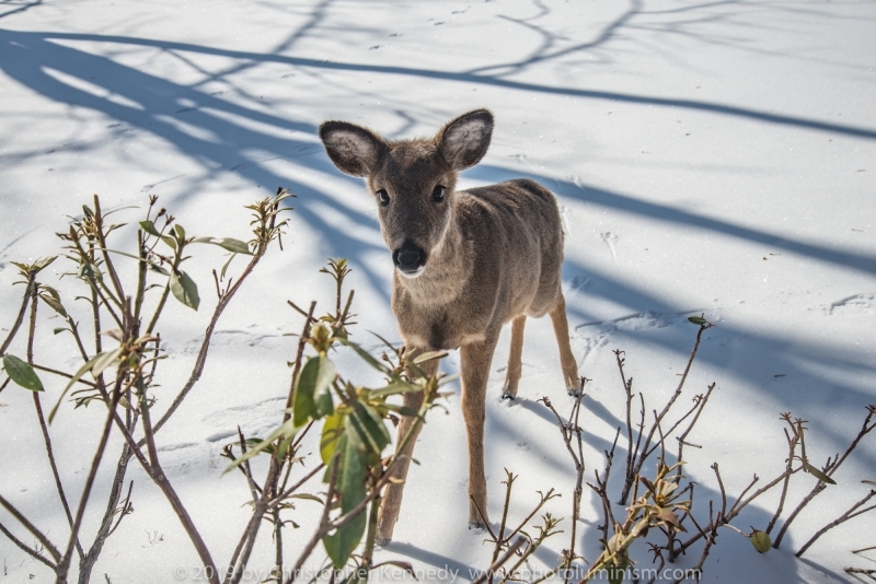 MS Fawn in snow looking at camera_DSC4571