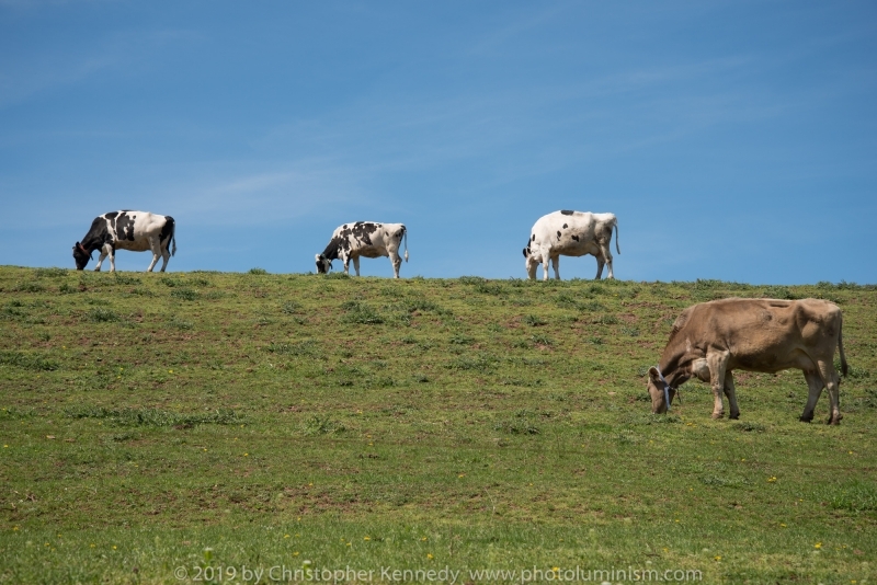 Cows on grassy ridge_DSC5147