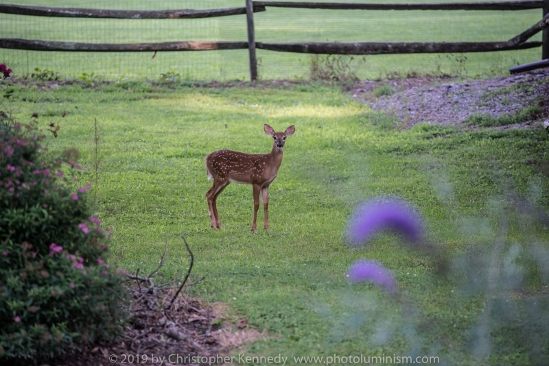 Spotted Fawn staring through flowers_DSC6335