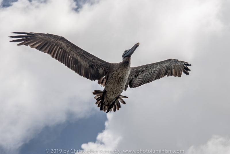Brown pelican in flight_DSC7012