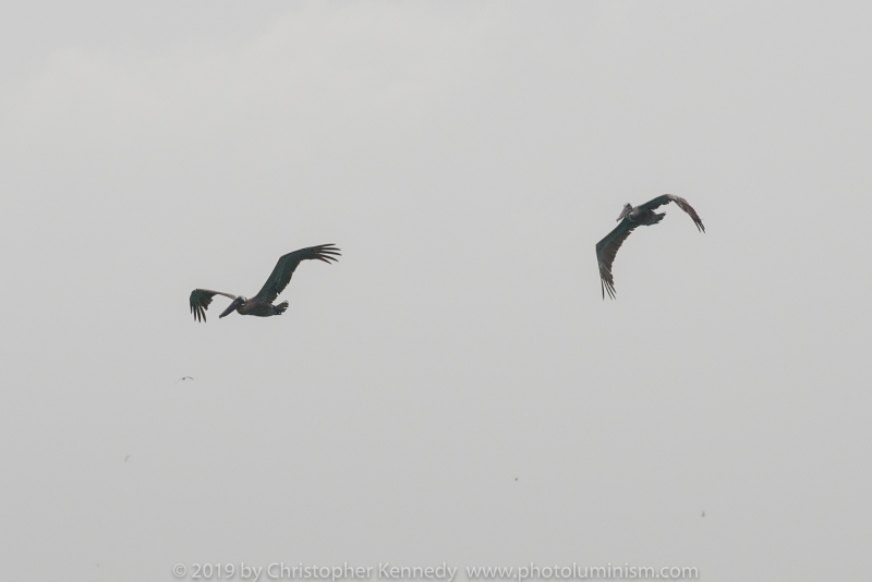 2 pelicans in flight_DSC7053