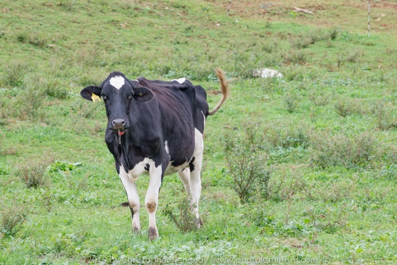 Cow, black and white in pasture_DSC7582