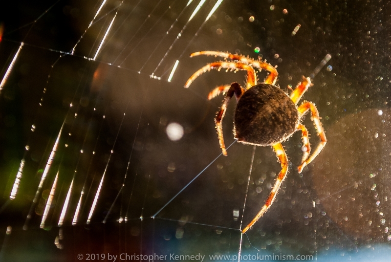 American House Spider spinning webDSC_0006