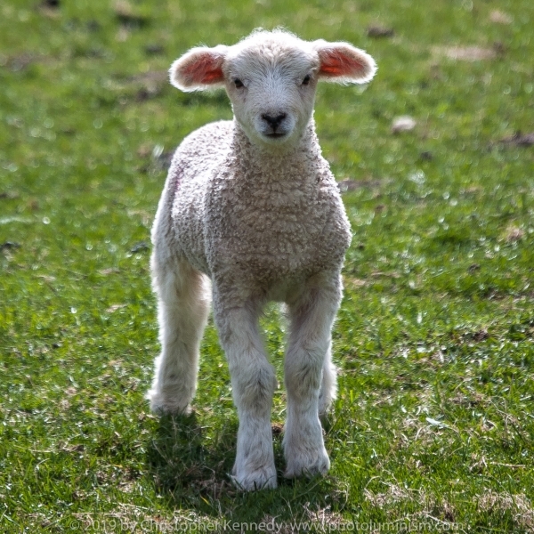 CU White lamb staring at camera DSC_0026