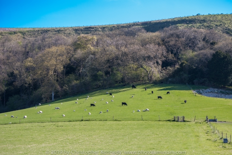 Cattle graizing in valley DSC_0242