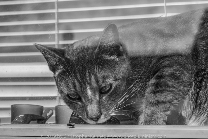 CU Cat stares at fly outside window DSC_0274-2