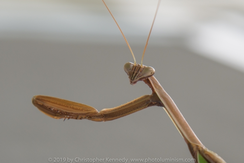 CU Praying Mantis DSC_0958