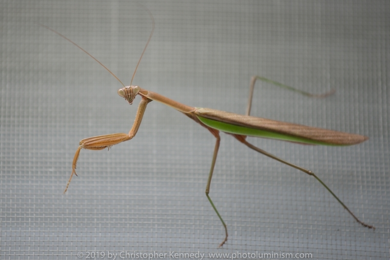 WS Praying Mantis DSC_0965