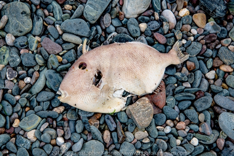 Dead fish on pebbled beach DSC_1173