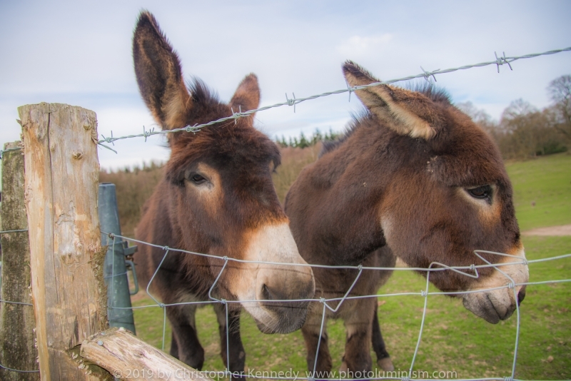 2 Donkeys through fence DSC_1745