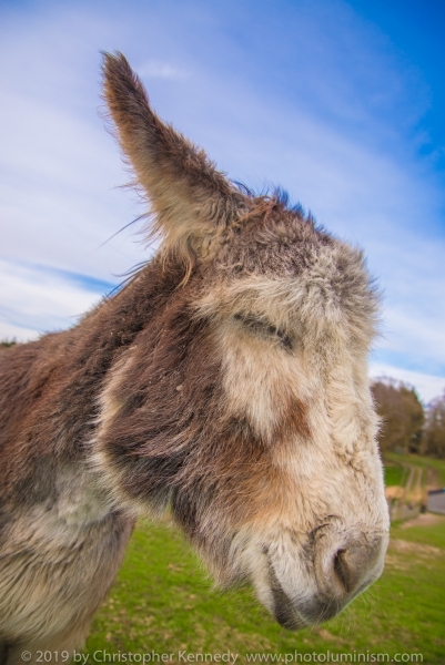 Donkey with fluffy white face DSC_1754