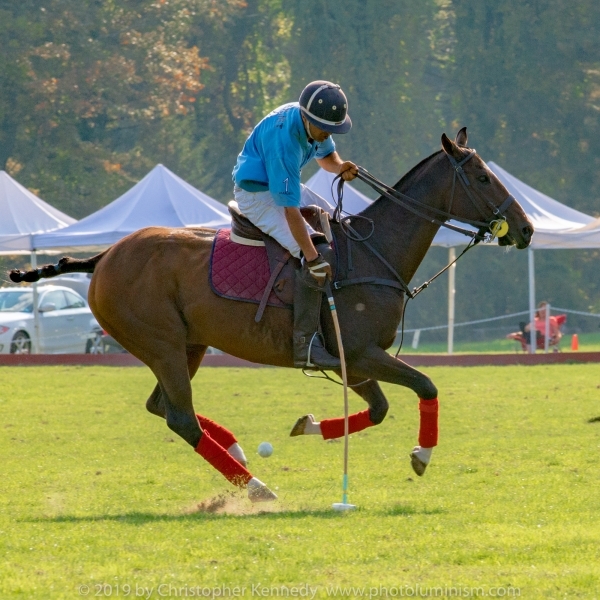 Polo horse in flight on polo field DSC_2681