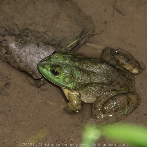 Frog, green, Lithobates Clamitans DSC_2790