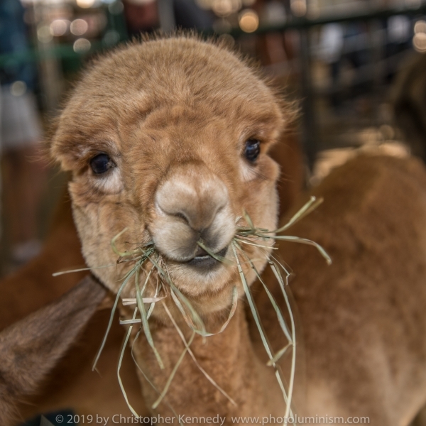 Baby llama chewing hay DSC_5774
