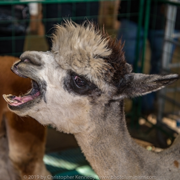 Baby alpaca crying DSC_5776