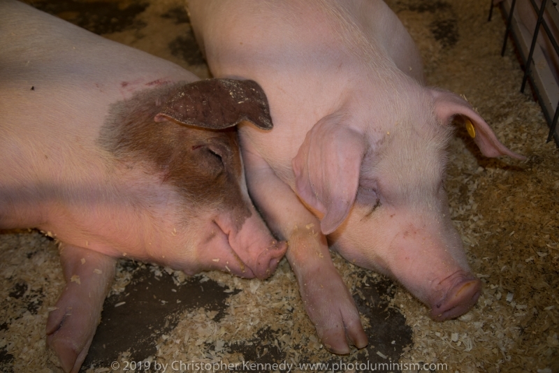 Two pigs sleeping DSC_5780