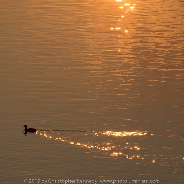 Duck swimming in calm water at sunsetDSC_5853