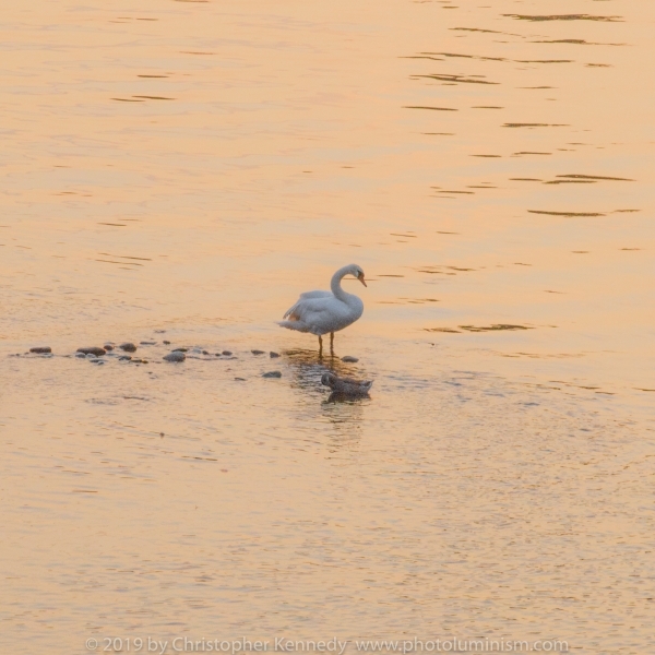 Swan standing in shallow River at sunset