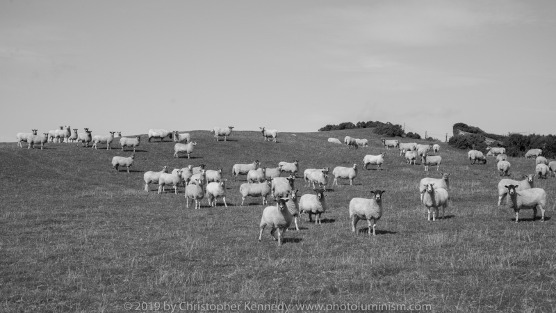 Sheep staring at camera from hill B&W (color available)DSC_6261