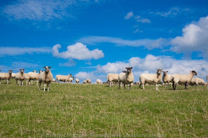 Sheep staring down at camera DSC_6265