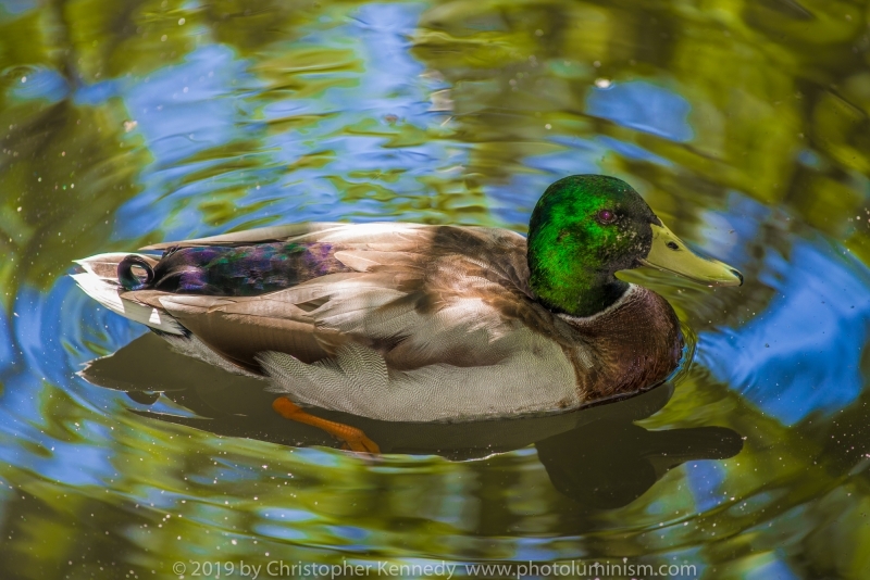 Male duck on reflecting pond DSC_6451