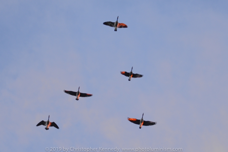 CU Geese flying in V at sunset DSC_8088