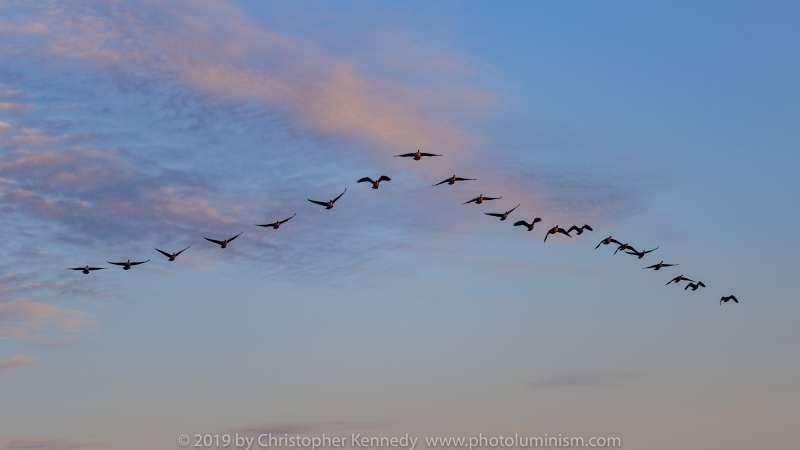 WS Geese flying in large V at sunsetDSC_8090