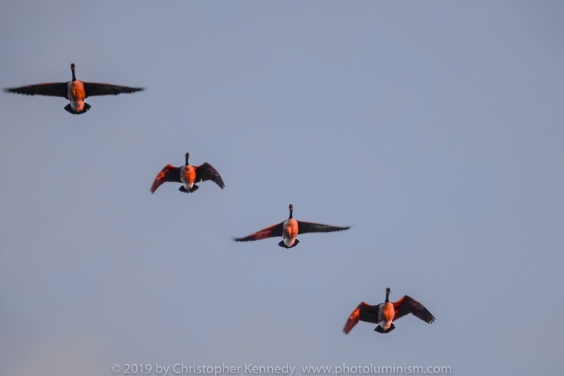 4 geese flying in sunset DSC_8092