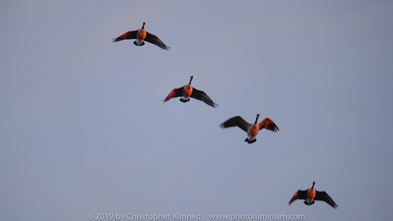 4 geese flying in sunset DSC_8095