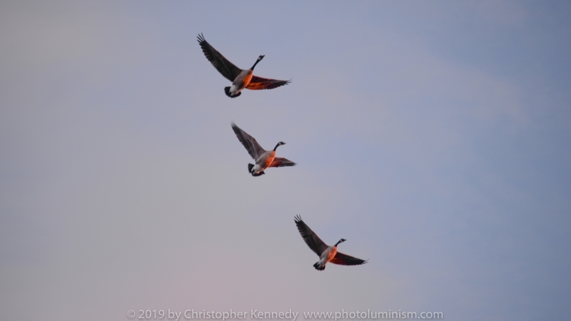 3 geese flying in sunset DSC_8096