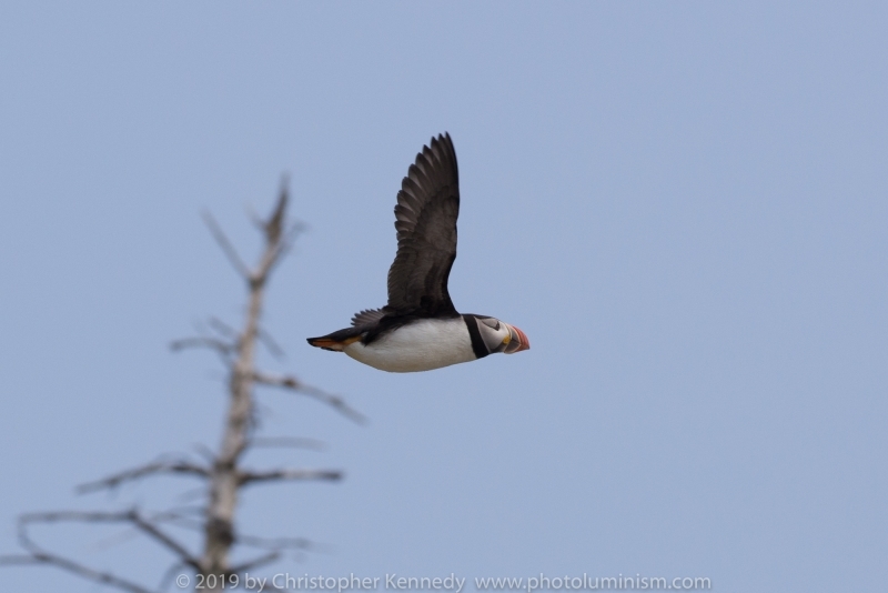 Puffin in flight by treeDSC_9683