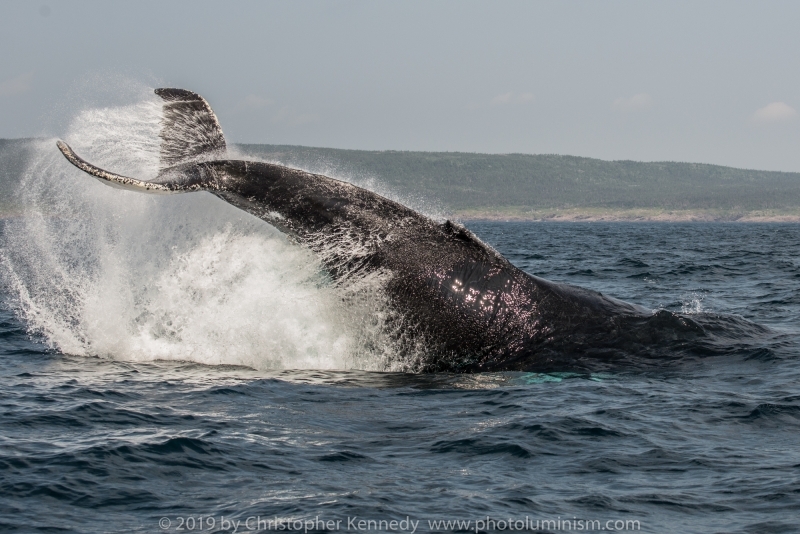 Whale tail splash DSC_9976