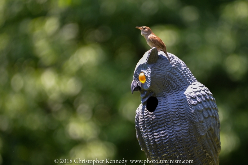Carolina Wren sitting on top of its owl nest-DSC_1117180605