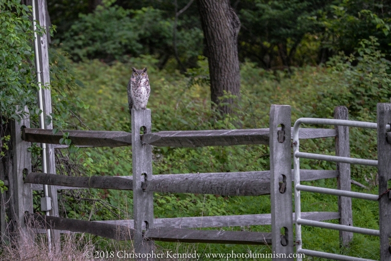Owl sitting on fence, day-DSC_2169180621