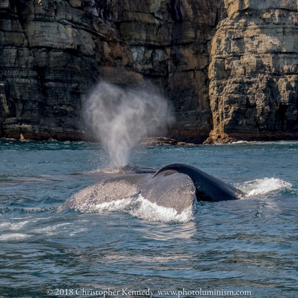 2 whales, one blowing a heart, one tail exposed DSC_0274140724