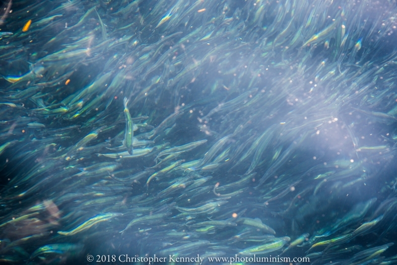 capelin