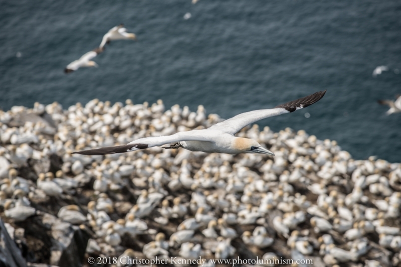 Gannet in flight above nesting gannets, Newfoundland-DSC_9077140721