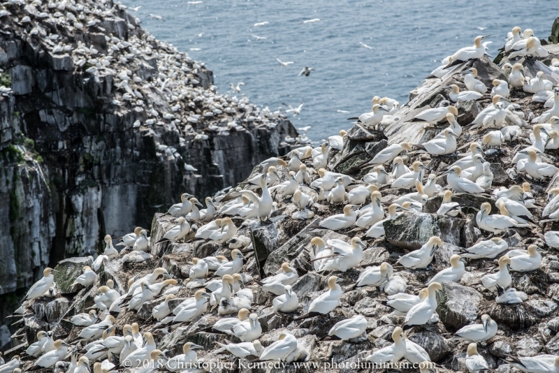 Nesting gannets, Newfoundland-DSC_9111140721