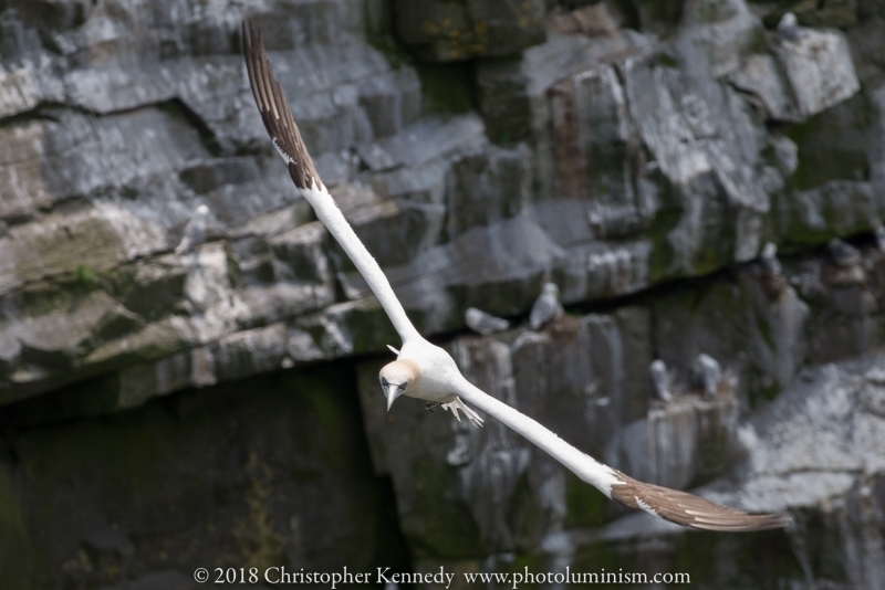 Gannet in flight above cliff-DSC_9220140721