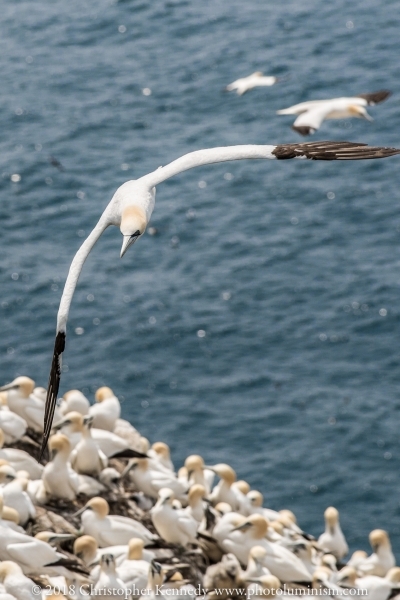 Gannet in flight above ocean and nesting gannets-DSC_9227140721