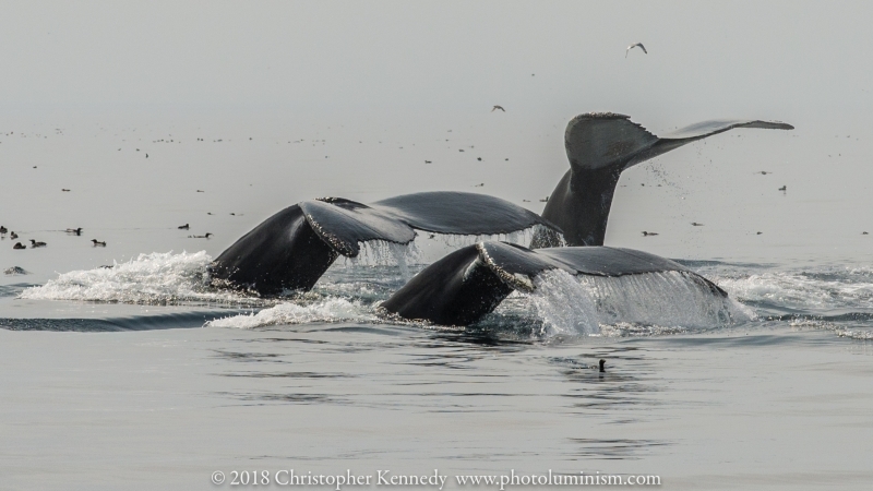 3 whale tails exposed -DSC_9536140722